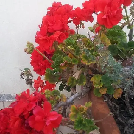 Residenza Il Poggio 아파트 산토바르톨로메오알마레