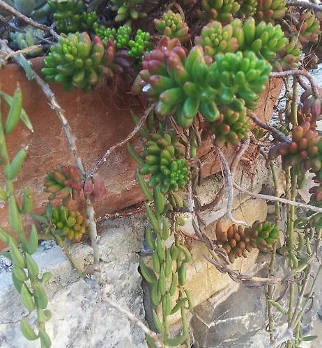 Residenza Il Poggio * San Bartolomeo Al Mare