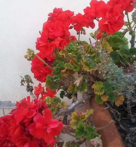 Residenza Il Poggio Lägenhet San Bartolomeo Al Mare